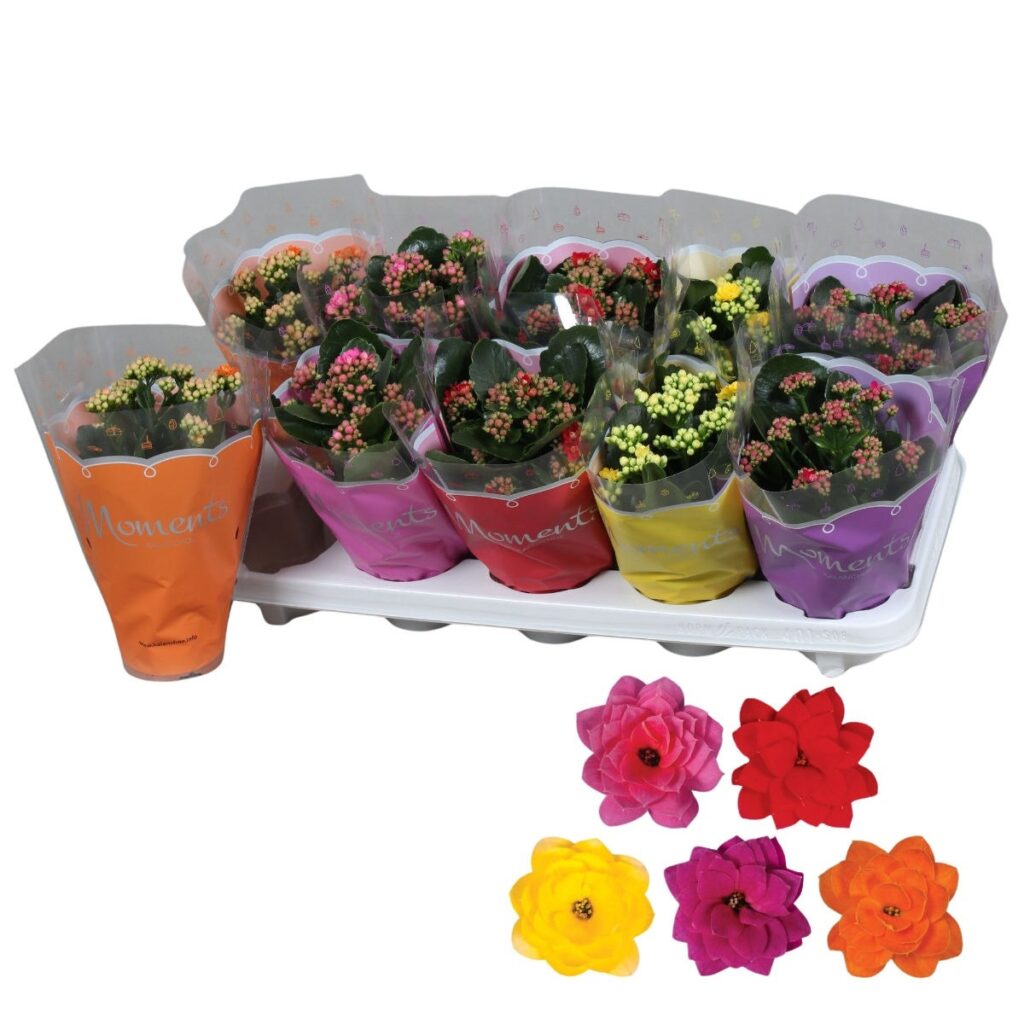 Planta interior, cu flori - Kalanchoe blossfeldiana, Versay, H 20 cm, D 10.5 cm
