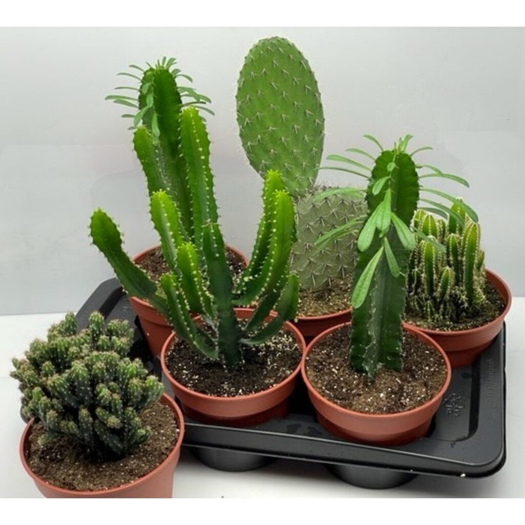 Planta interior - Cactus mix, Versay, H 25 cm, D 17 cm