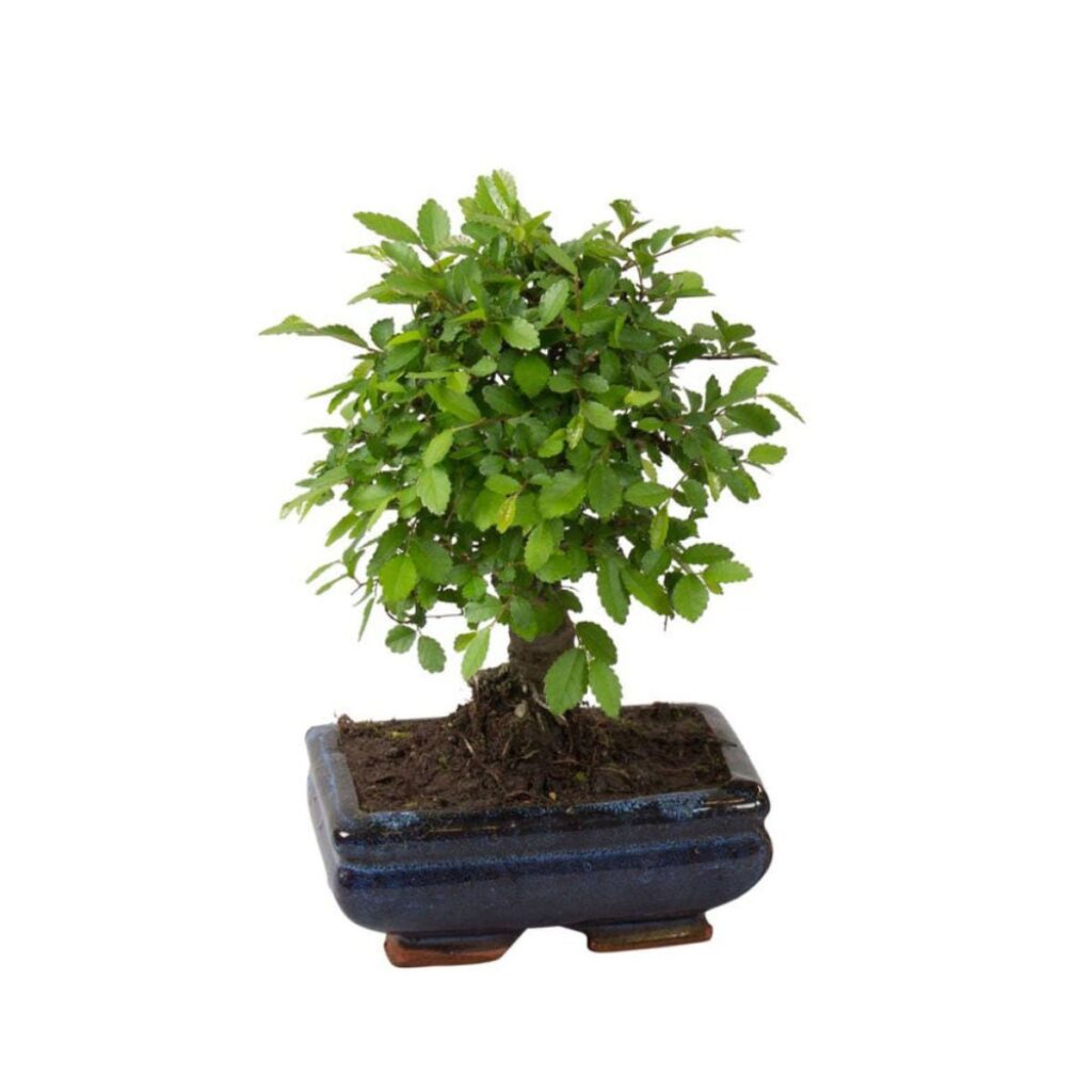 Planta interior - Bonsai mix, H 25 cm, D 15 cm