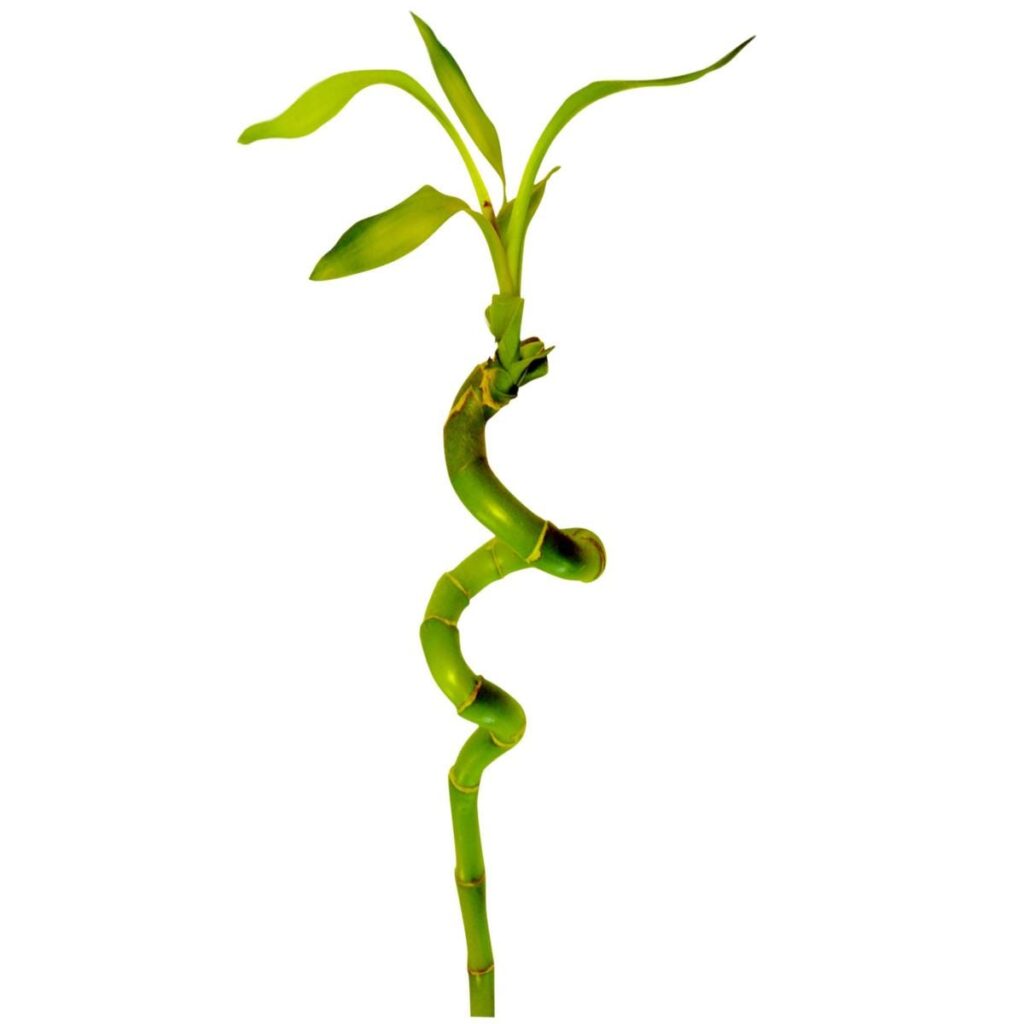 Planta interior - Bambus lucky bamboo spiralo (bambus), H 30 cm