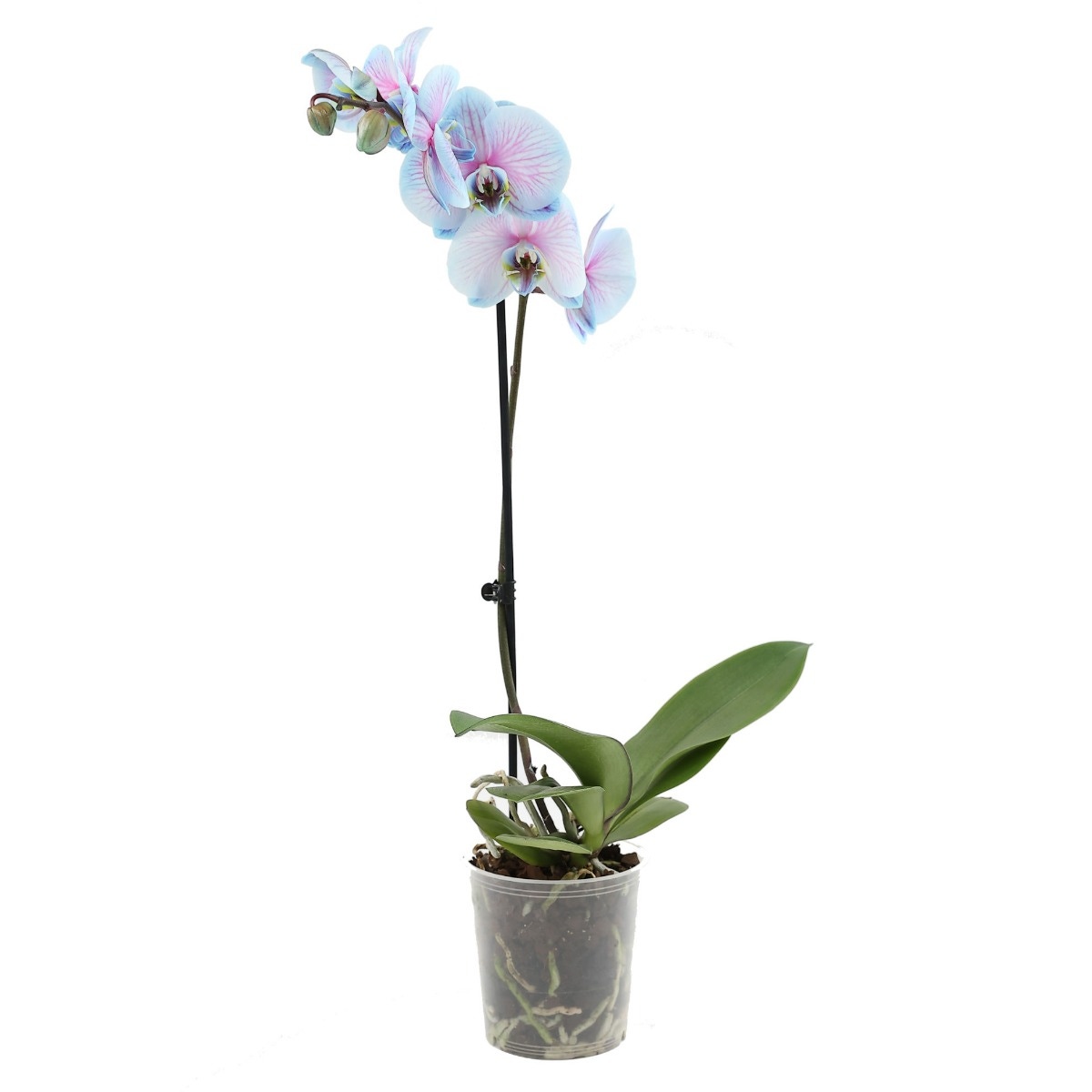 Planta interior, cu flori - Orhidee Phalaenopsis, blue / pink, Versay, H 70 cm, D 12 cm - imagine 2