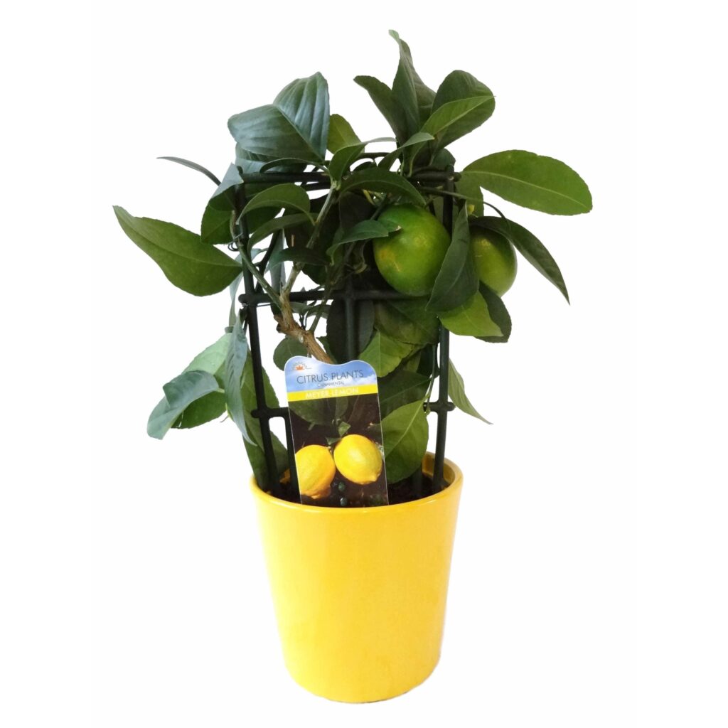 Planta interior, Citrus lemon (lamai), Versay, H 25 cm, D 12 cm