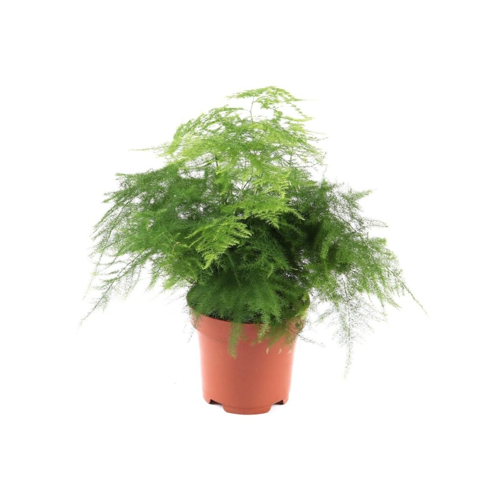 Planta interior - Asparagus setaceus (umbra iepurelui), Versay, H 30 cm, D 12 cm